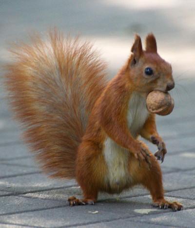 écureuil roux avec une noisette