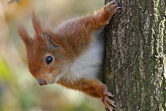 écureuil roux sur un arbre