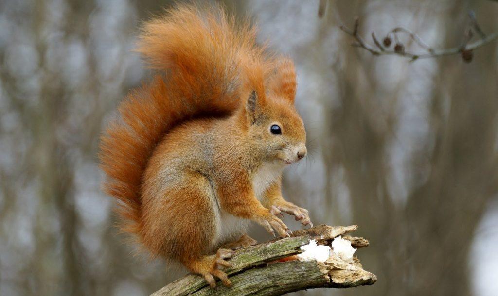 écureuil roux sur une branche
